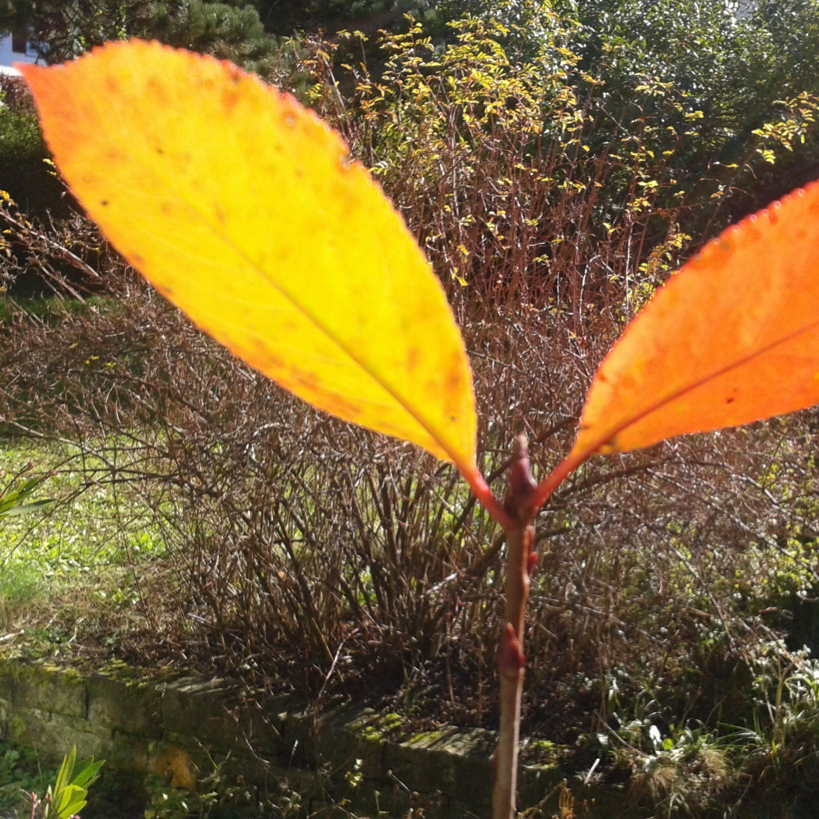 Blatt gelb